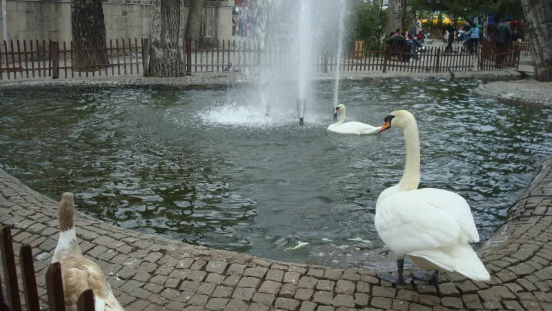 Park Kuğulu — łabędzie w centrum Ankary