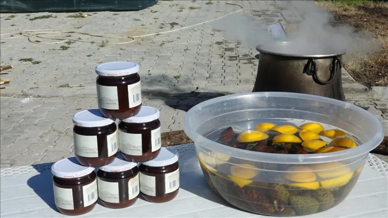 Ayvalıkban a nők munkájával 8 órán át fatűzön főzött fenyőtobozokból szirup lesz.