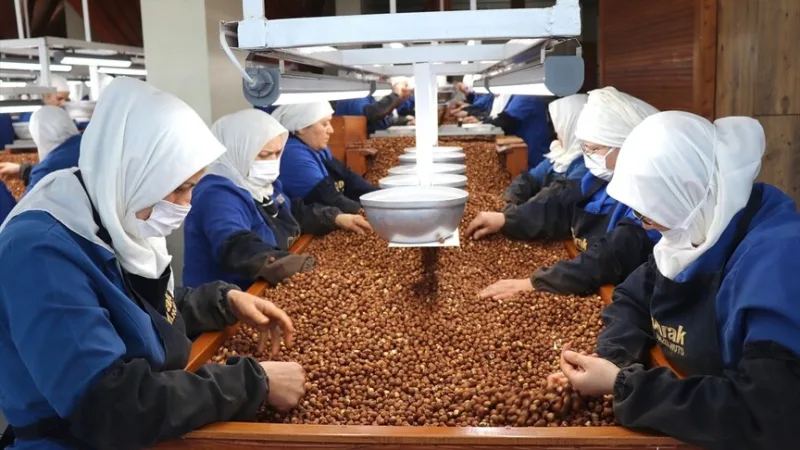 Жінки-працівниці в Гіресуні та Орду зробили найбільший внесок у експорт лісових горіхів