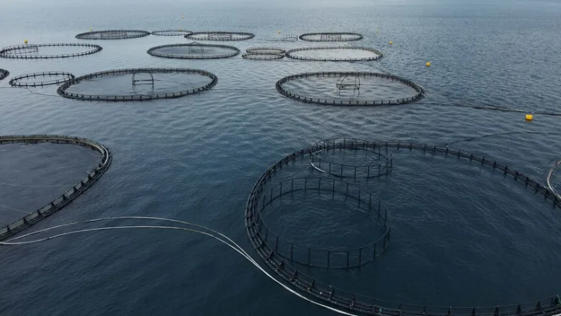 穆拉省今年第一季度鱼类出口额达1.98亿美元